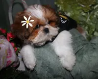Jolene, a female Shih Tzu for sale in Billings, MO – 5 of 8
