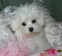 Farrah, a female Maltese for sale in Billings, MO – 6 of 9