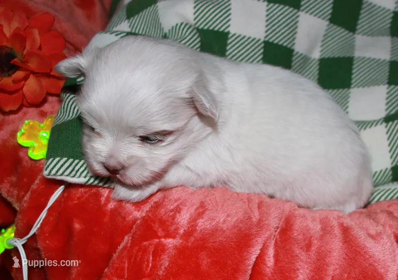 Chanel – Maltese puppy for sale in Billings, MO