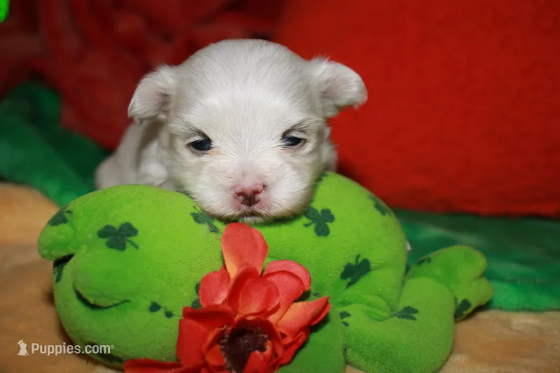 Chanel – Maltese puppy for sale in Billings, MO