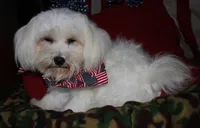 Teddy, a male Maltese for sale in Billings, MO – 7 of 10