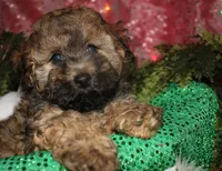 Theodore, a male Maltipoo for sale in Billings, MO – 8 of 10