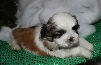 Buster, a male Shih Tzu for sale in Billings, MO – 3 of 9