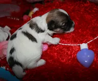 Savanna, a female Maltipoo for sale in Billings, MO – Photo 6 of 7