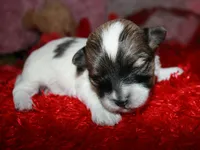 Savanna, a female Maltipoo for sale in Billings, MO – Photo 4 of 7