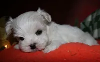 Destiney, a female Maltese for sale in Billings, MO – 7 of 8