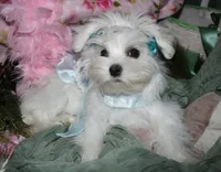 Farrah, a female Maltese for sale in Billings, MO – 8 of 9