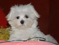 Conrad, a male Maltese for sale in Billings, MO – 9 of 9