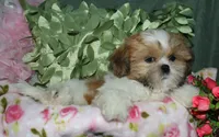 MoJo, a male Shih Tzu for sale in Billings, MO – 2 of 9
