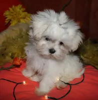 Noah, a male Maltese for sale in Billings, MO – 3 of 9