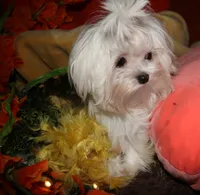 Maci, a female Maltese for sale in Billings, MO – 7 of 8