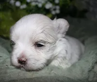 Chester, a male Maltese for sale in Billings, MO – 8 of 8