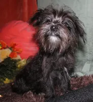 Frank, a male Morkie for sale in Billings, MO – 7 of 10