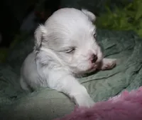 Fred, a male Maltese for sale in Billings, MO – 4 of 7