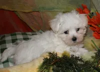 Ziggy , a male Maltese for sale in Billings, MO – 4 of 10