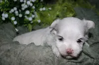 Conrad, a male Maltese for sale in Billings, MO – 4 of 7