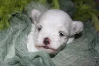 Fred, a male Maltese for sale in Billings, MO – 3 of 7