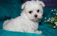 Fannie, a female Maltese for sale in Billings, MO – 7 of 10
