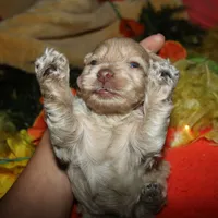 Gizmo, a male Maltipoo for sale in Billings, MO – 3 of 9
