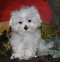 Chester, a male Maltese for sale in Billings, MO – 4 of 9