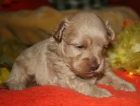 Gizmo, a male Maltipoo for sale in Billings, MO – 2 of 9
