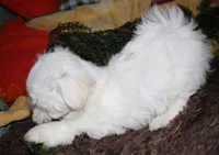 Ziggy , a male Maltese for sale in Billings, MO – 10 of 10