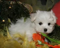 Destiney, a female Maltese for sale in Billings, MO – 7 of 10