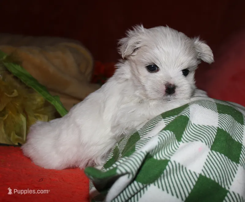 Destiney – Maltese puppy for sale in Billings, MO