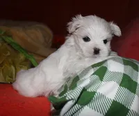 Destiney, a female Maltese for sale in Billings, MO – 1 of 8