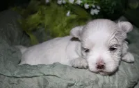 Chester, a male Maltese for sale in Billings, MO – 3 of 8