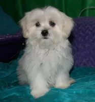 Shiloh , a female Shihpoo for sale in Billings, MO – 7 of 10