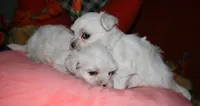 Blaze, a male Maltese for sale in Billings, MO – 6 of 9