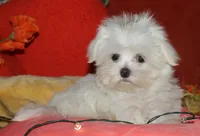 Conrad, a male Maltese for sale in Billings, MO – 5 of 9