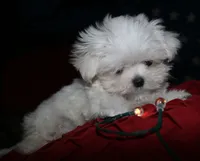 Myrtle, a female Maltese for sale in Billings, MO – 5 of 8