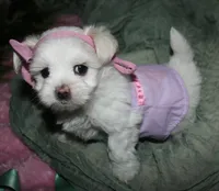 Diva, a female Maltese for sale in Billings, MO – 9 of 9