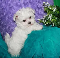 Fannie, a female Maltese for sale in Billings, MO – 5 of 10