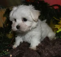 Ziggy , a male Maltese for sale in Billings, MO – 9 of 10