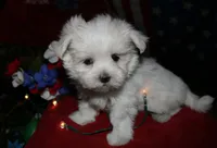 Chester, a male Maltese for sale in Billings, MO – 4 of 9