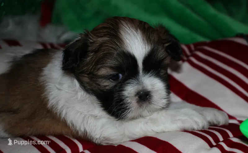 Bear – Shih Tzu puppy for sale in Billings, MO