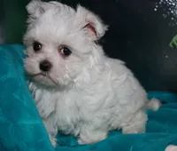 Fannie, a female Maltese for sale in Billings, MO – 10 of 10
