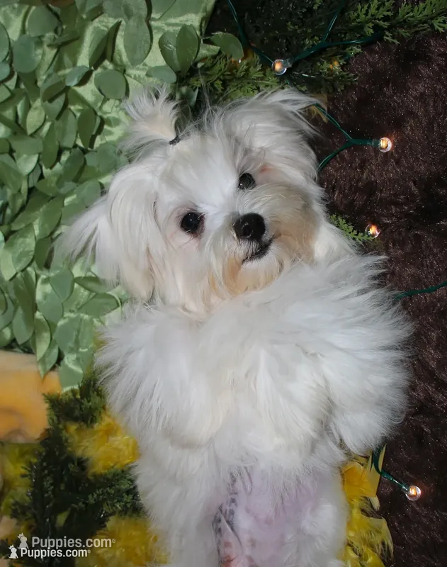 Chester – Maltese puppy for sale in Billings, MO