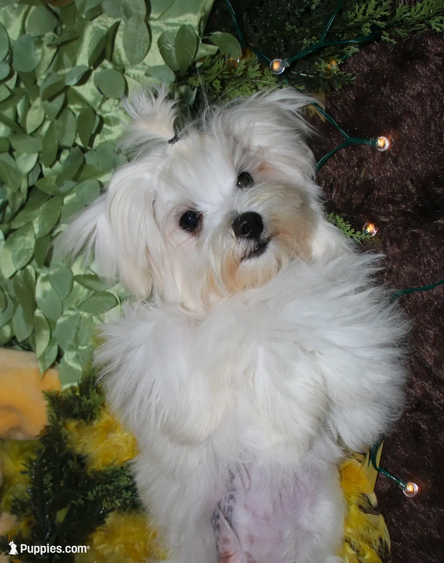 Chester, a male Maltese for sale in Billings, MO – 1 of 9