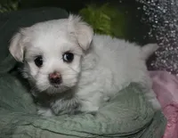 Diva, a female Maltese for sale in Billings, MO – 7 of 9