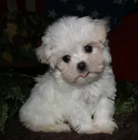 Noah, a male Maltese for sale in Billings, MO – 2 of 9