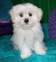 Shiloh , a female Shihpoo for sale in Billings, MO – 10 of 10