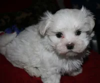 Bruiser, a male Maltese for sale in Billings, MO – 8 of 9