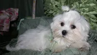 Archie, a male Maltese for sale in Billings, MO – 2 of 9