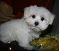 Stumpy, a male Maltese for sale in Billings, MO – 8 of 10