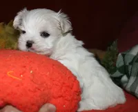 Destiney, a female Maltese for sale in Billings, MO – 6 of 8