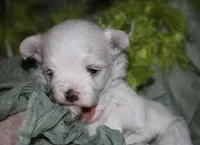 Fred, a male Maltese for sale in Billings, MO – 7 of 7